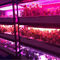 การเจริญเติบโตของพืช 1W SMD 3030 740nm 745nm LED Grow Light Chip